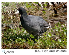 American Coot