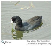 American Coot