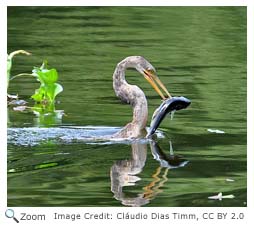 anhinga