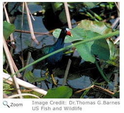 Purple Gallinule