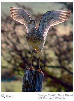 Upland Sandpiper