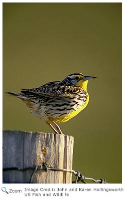 Western Meadowlark