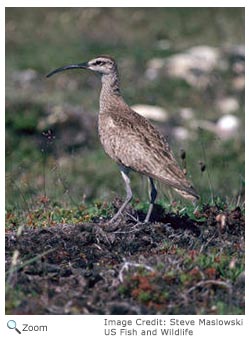 Whimbrel