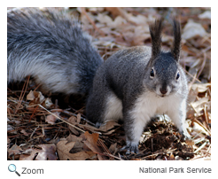 Abert's Squirrel