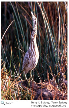 American Bittern