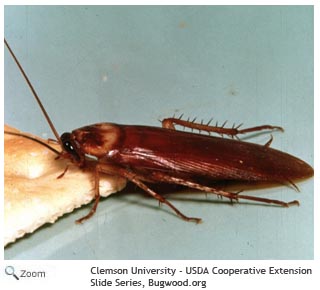 american cockroach