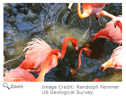 American flamingo 