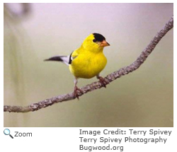 Goldfinch