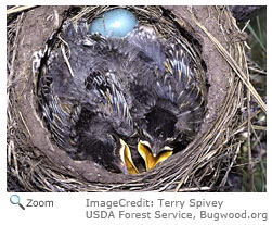 American Robin