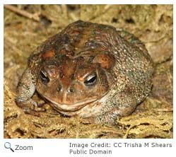 American Toad