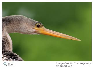 Anhinga