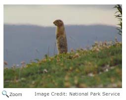 Arctic Ground Squirrel