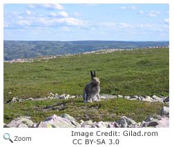 Arctic Hare