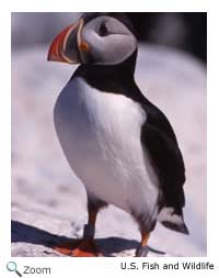 Atlantic Puffin