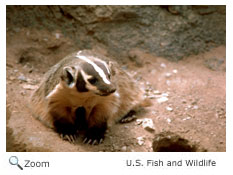 American Badger