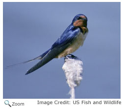 Barn Swallow