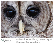 Barred Owl