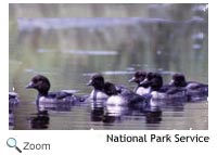 Barrows Goldeneye