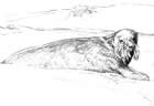 Bearded Seal