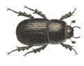 beetle