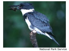 belted kingfisher