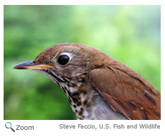 Bicknell's Thrush