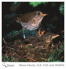 Bicknell's Thrush