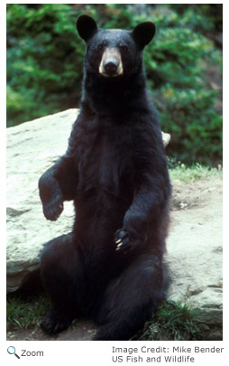 Black Bear