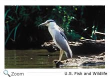 Black-Crowned  Night Heron