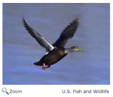 American Black Duck