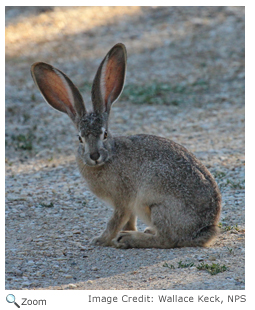 Black-tailed Jackrabbit