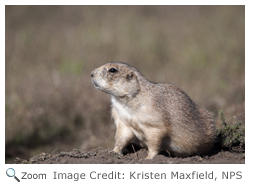 Black-tailed Prairie Dog