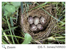 Bobolink