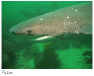 Broadnose Sevengill Shark