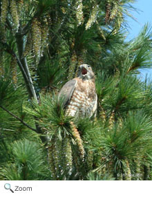 broad-winged hawk