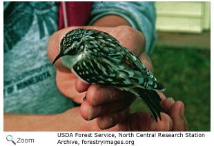 Brown Creeper