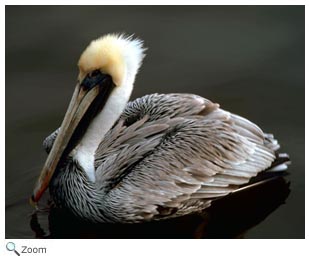 Brown Pelican