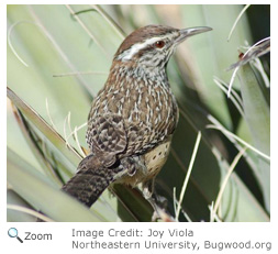 Cactus Wren