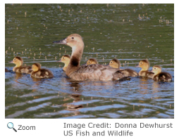 Canvasback