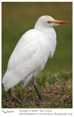 Cattle Egret