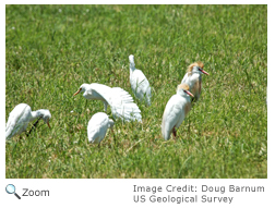 Cattle Egret