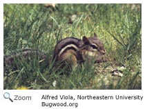 Eastern Chipmunk