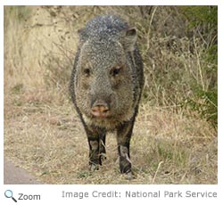 Collared Peccary