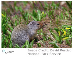 columbian ground squirrel