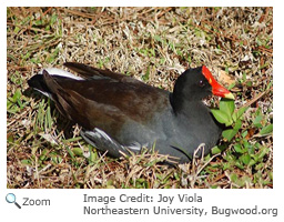 common moorhen