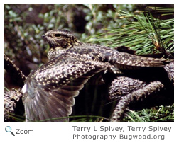 Common Nighthawk