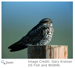 Common Nighthawk