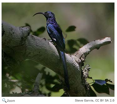 Common Scimitarbill