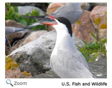 Common Tern