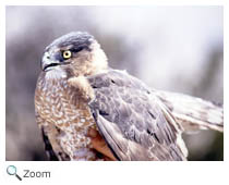 Cooper's Hawk